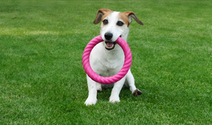 Choosing the Right Toys for Your Pet