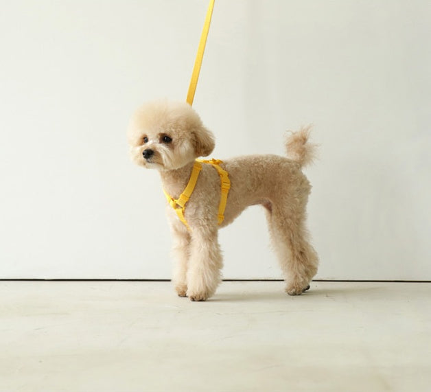 Pet Leash Macaron Wind